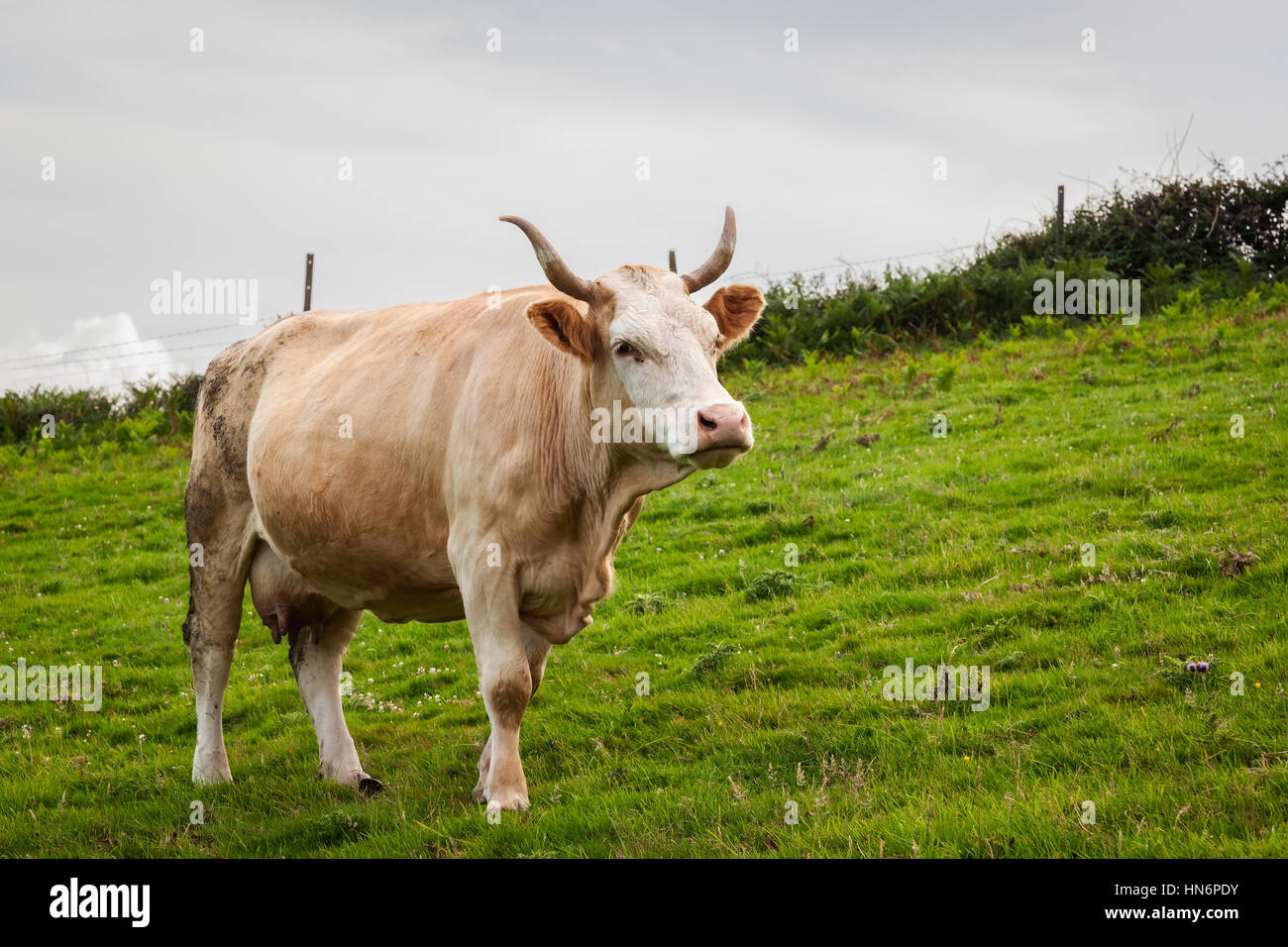 Una Charolais Bull (Bos taurus) visto lungo la costa sud-ovest percorso, Dorset, Inghilterra. Foto Stock
