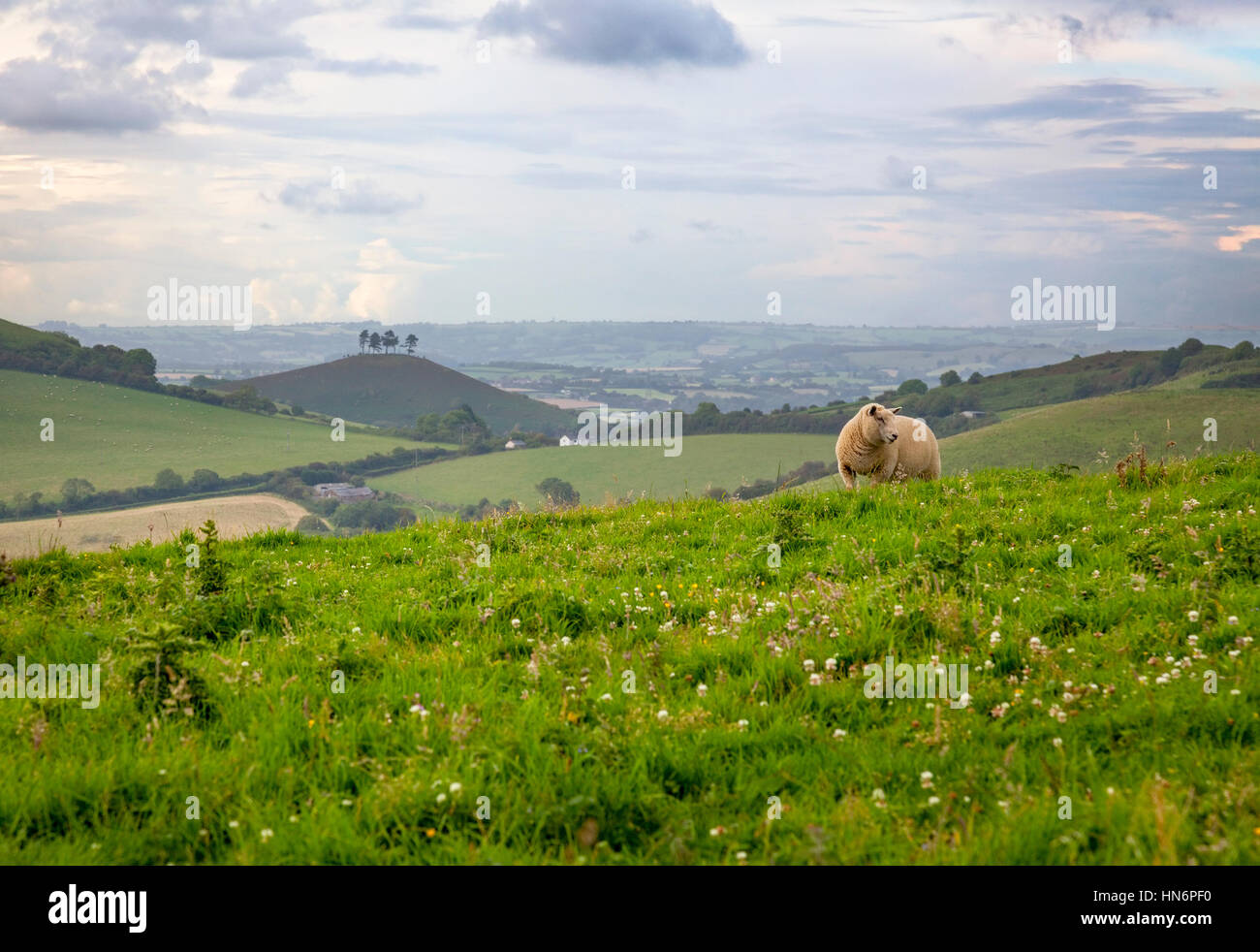 Una pecora (Ovis aries) con Colmer's Hill nella distanza lungo la costa sud-ovest percorso nel Dorset, Inghilterra. Foto Stock