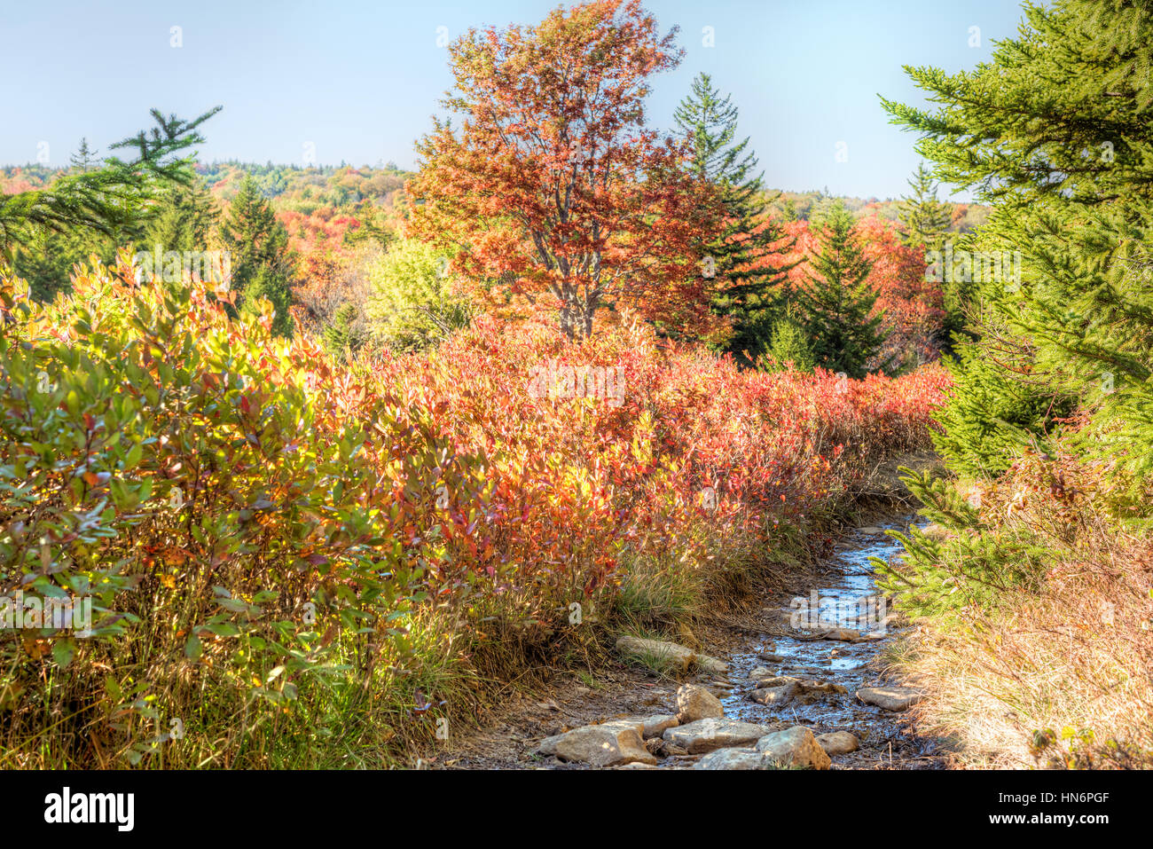 Dolly zolle bagnati fangoso sentiero percorso durante l'autunno con mirtillo rosso di boccole in West Virginia Foto Stock