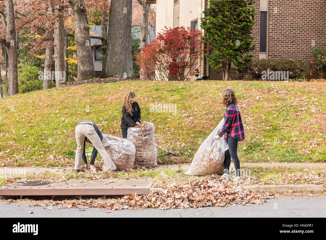 Fairfax, Stati Uniti d'America - 24 Novembre 2016: tre giovani raccolta di foglie cadute in sacchi durante l'autunno in quartiere Foto Stock