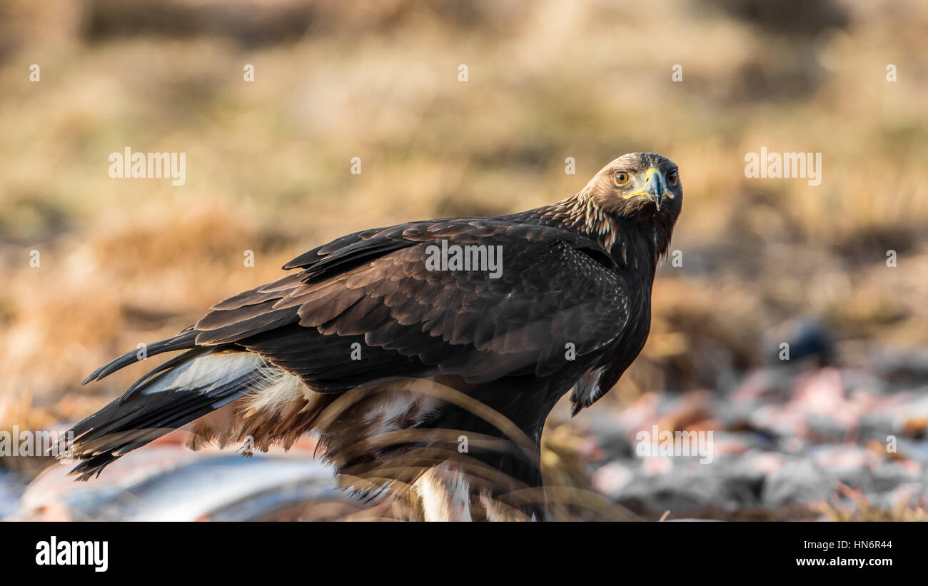 Aquila reale (Aquila chrysaetos) sguardo su di voi e il profilo che mostra le ali del primo inverno del piumaggio con uno sfondo sfocato. Foto Stock