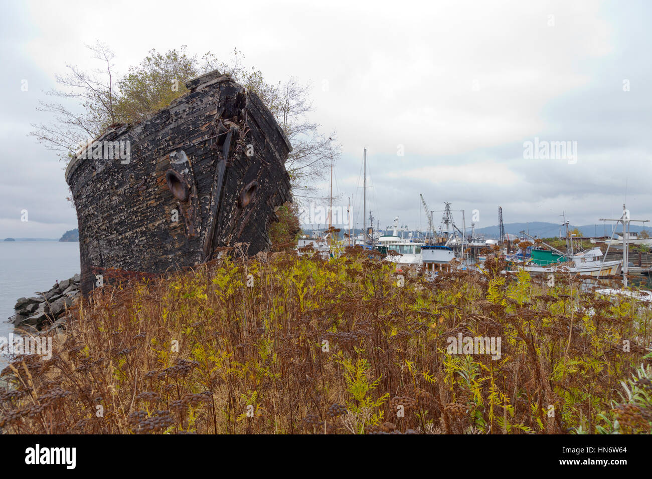 La Merced, un quattro masted goletta, autoaffondato e utilizzato come una struttura di frangionde per mare LoveRics Craft Anacortes Marina Isola, Stati Uniti di Washington Foto Stock