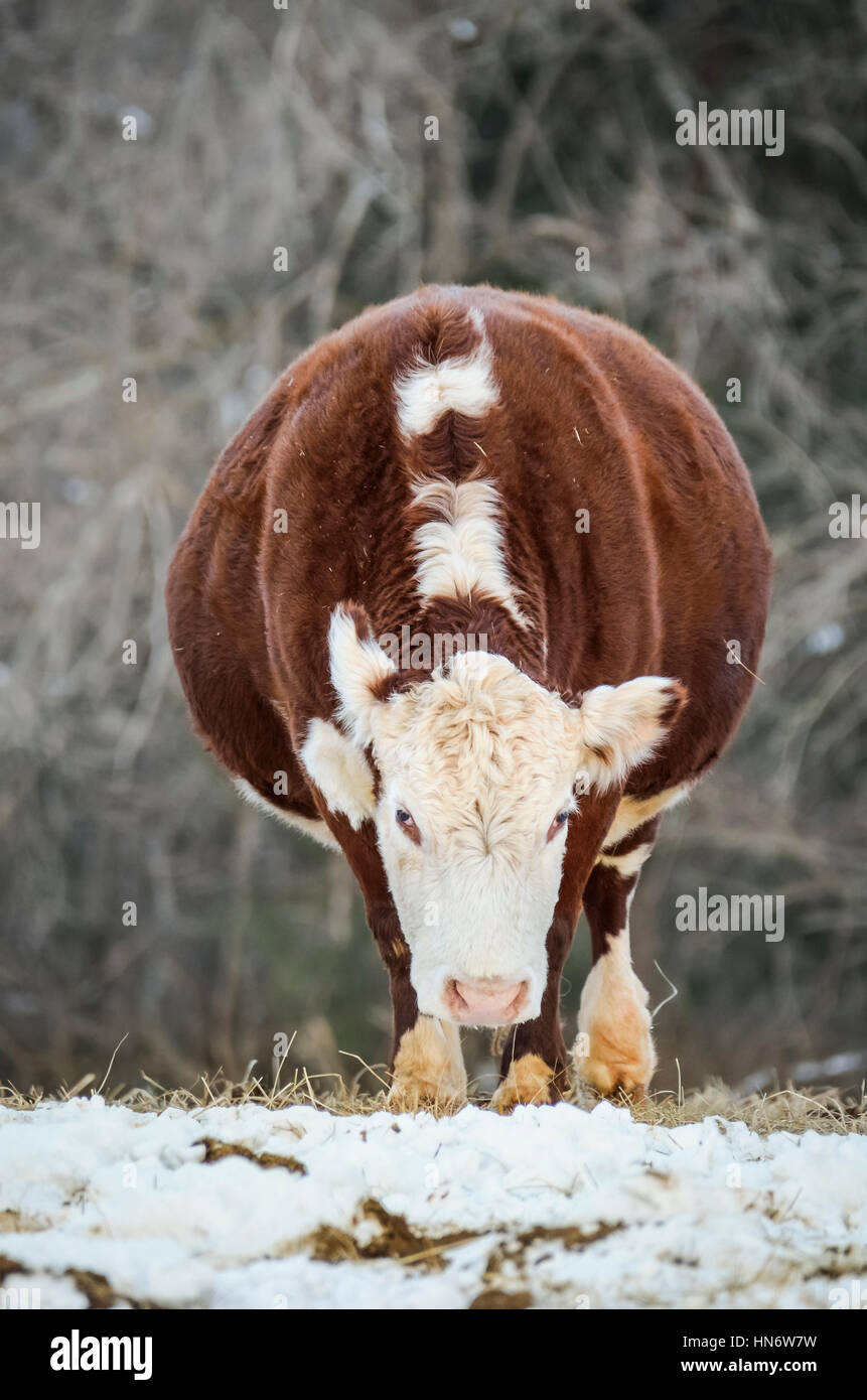 Una gravidanza, marrone e bianco jersey mucca in piedi nella neve Foto Stock