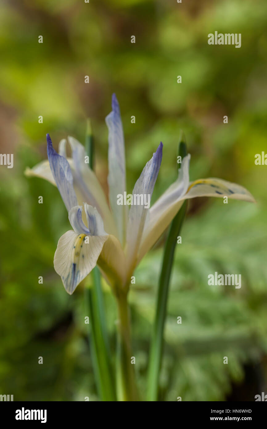 Iris reticulata " dipinto Lady' dwarf fiore primavera perenne febbraio bloom blossom confine pianta di giardino close-up closeup blu pallido Foto Stock