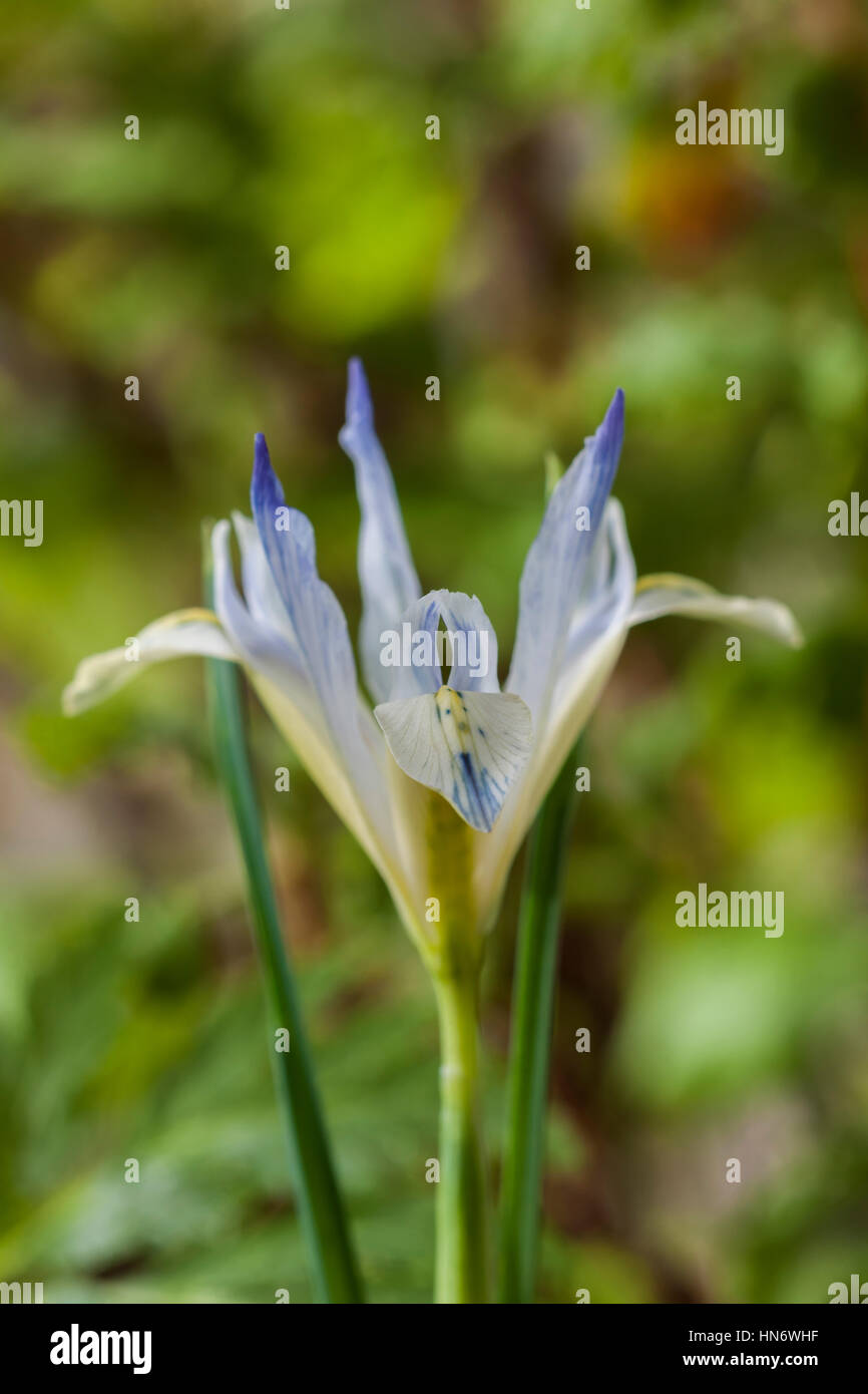 Iris reticulata " dipinto Lady' dwarf fiore primavera perenne febbraio bloom blossom confine pianta di giardino close-up closeup blu pallido Foto Stock