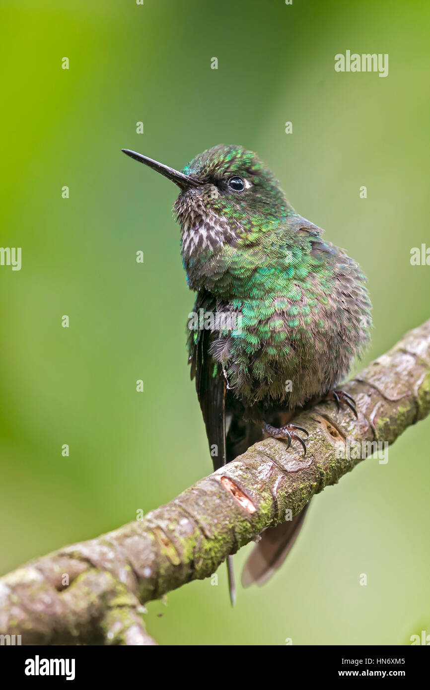 Tormalina Sunangel (Heliangelus exortis), femmina Foto Stock