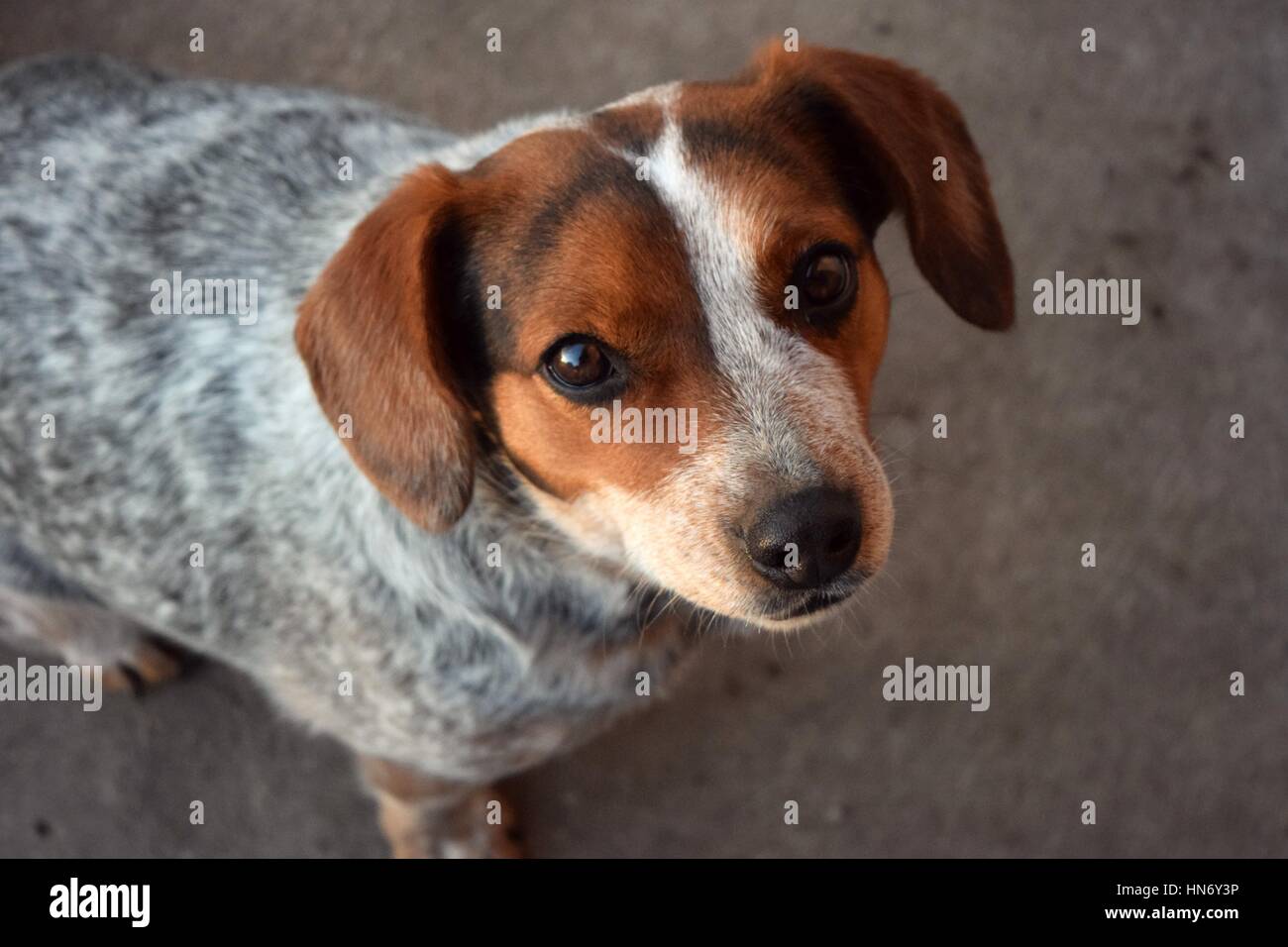 Blue Heeler Beagle Mix Foto Stock