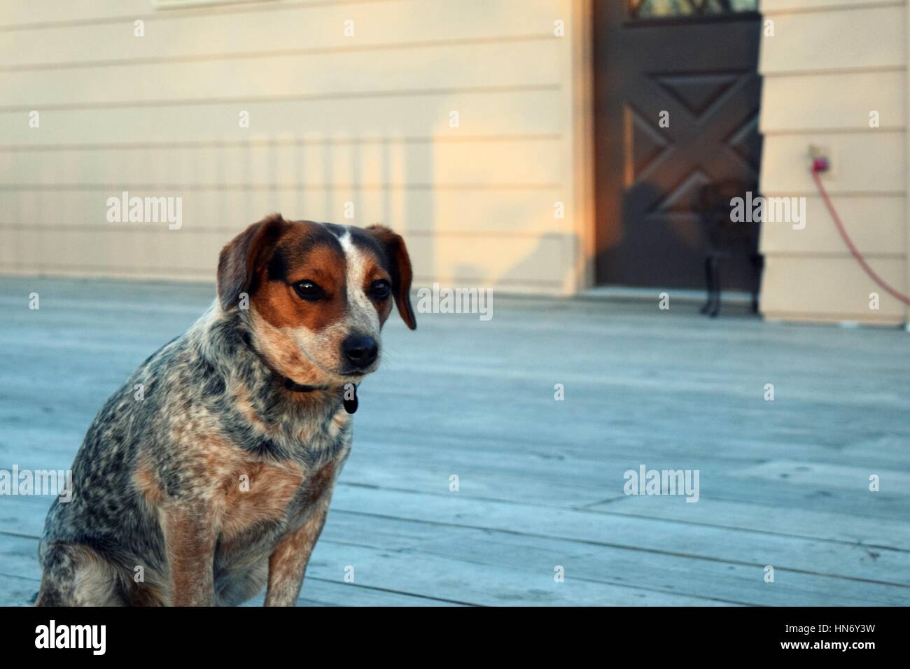 Blue Heeler Beagle Mix Foto Stock