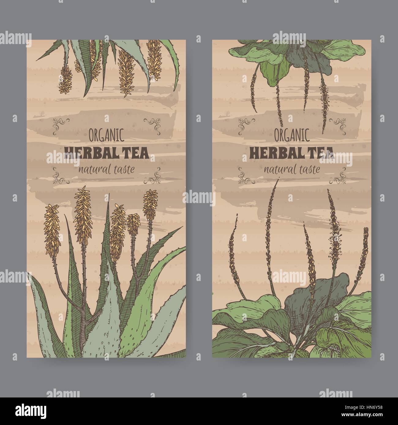 Due colori etichette vintage di aloe e piantaggine tè alle erbe. Illustrazione Vettoriale