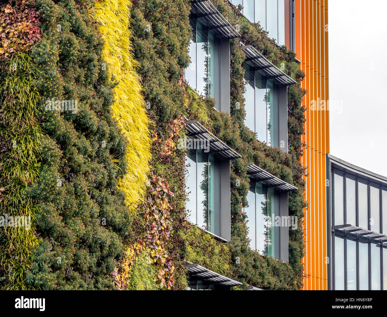 Muro vivente piante che crescono su al di fuori del blocco di ufficio, Camden, London, Regno Unito. Foto Stock