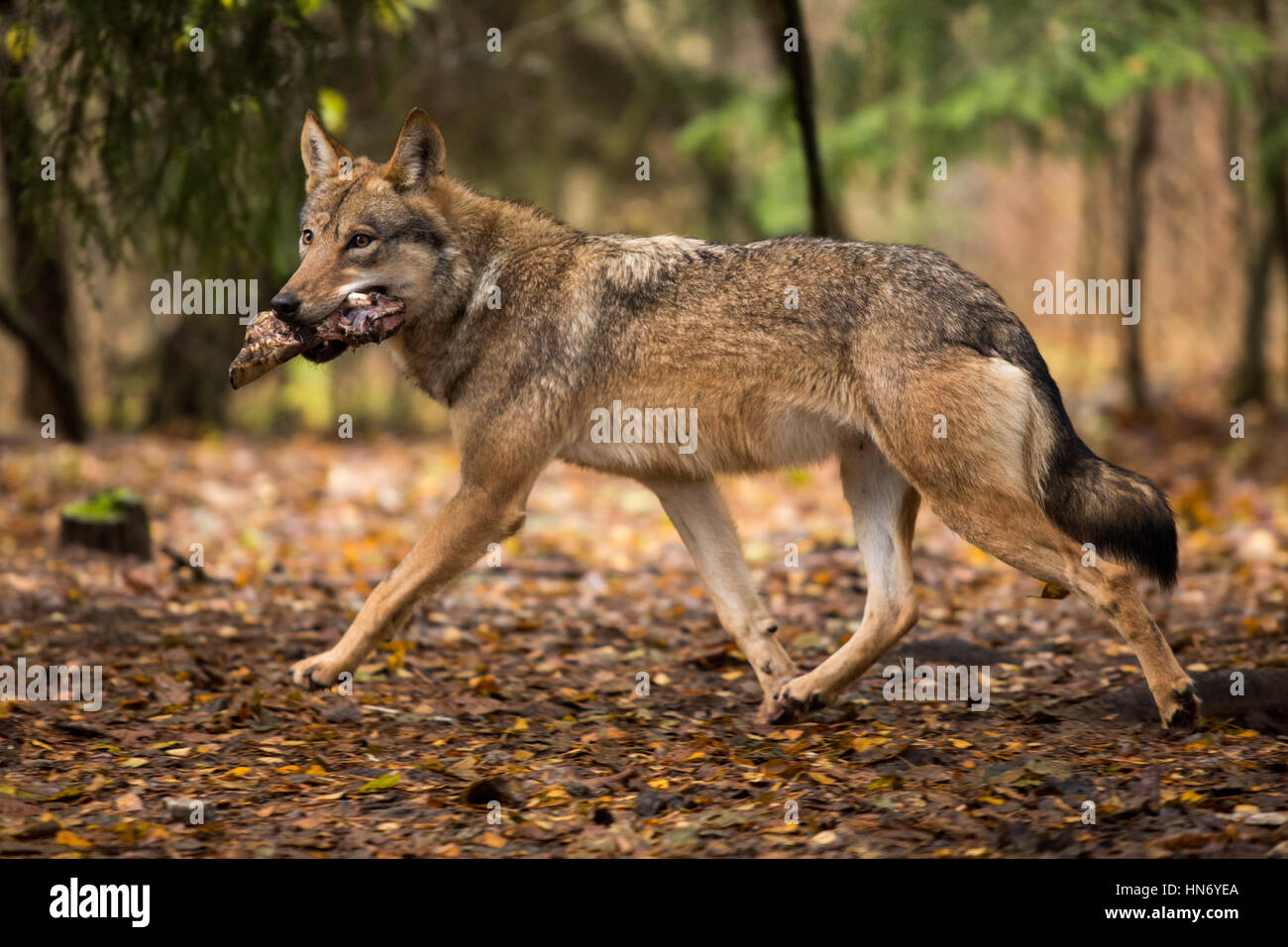 Ritratto di un lupo in autunno la foresta, Lituania Foto Stock