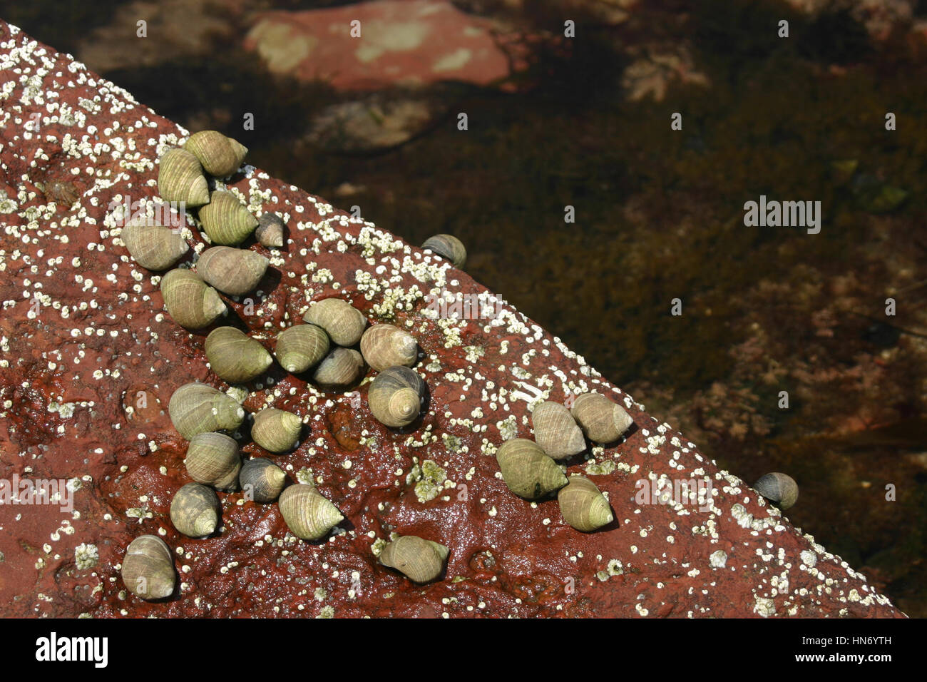 Lumache di mare nella roccia, Prestonpans, Edimburgo, Scozia, Regno Unito Foto Stock