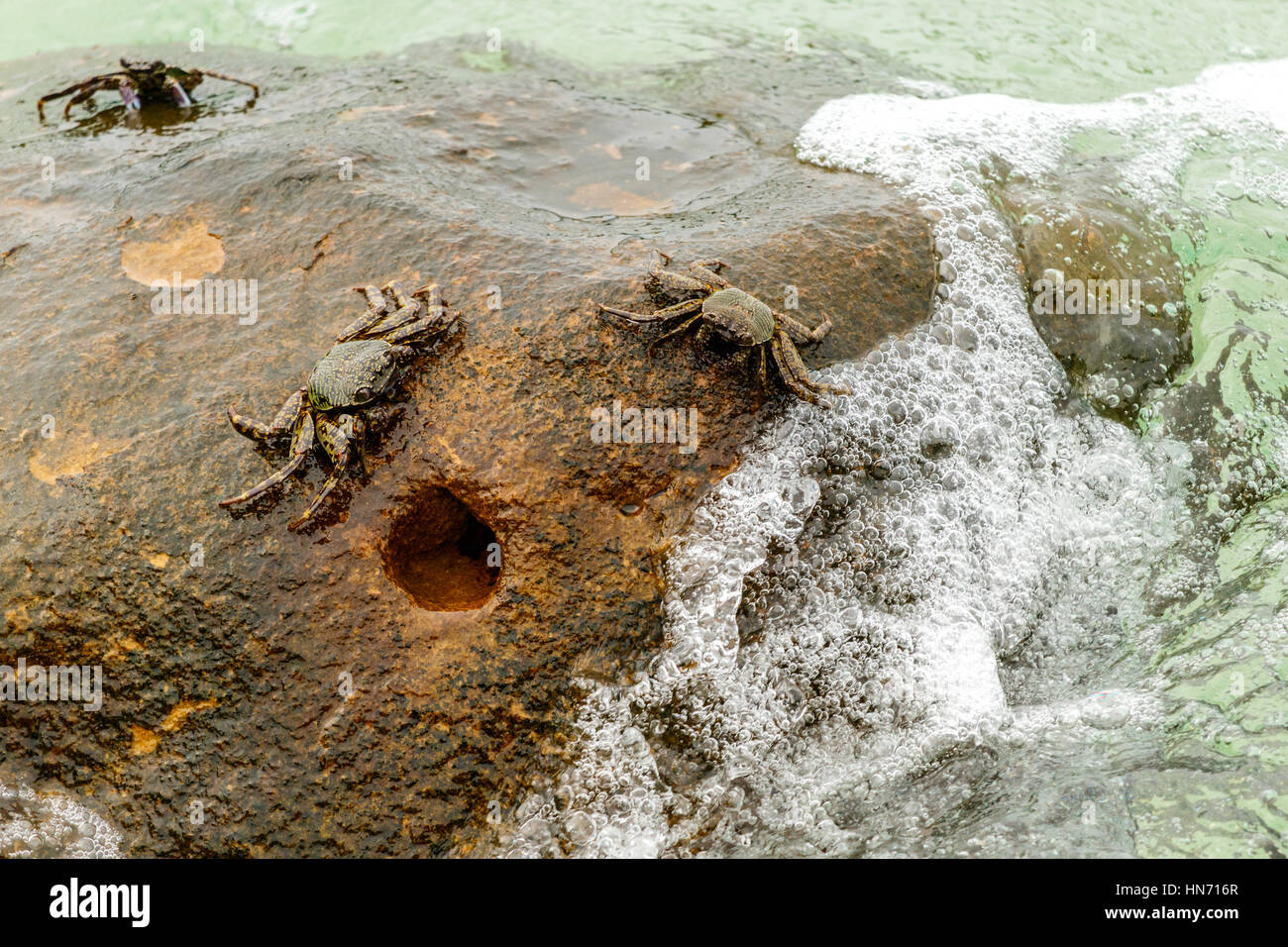 I granchi sulla roccia con onda di schiumatura, Koh Kood, Thailandia Foto Stock