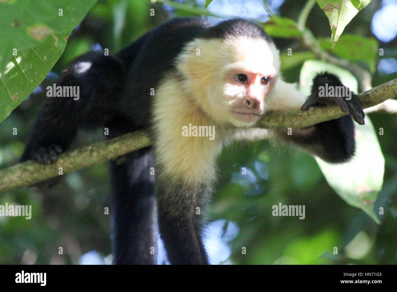 Bianco selvaggio di fronte scimmie Cappuccini nel loro naturale habitat della giungla Foto Stock