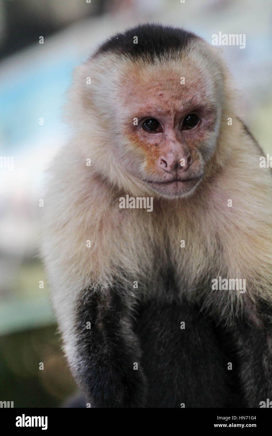 Bianco selvaggio di fronte scimmie Cappuccini nel loro naturale habitat della giungla Foto Stock