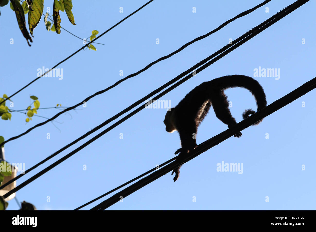 Bianco selvaggio di fronte scimmie Cappuccini nel loro naturale habitat della giungla Foto Stock