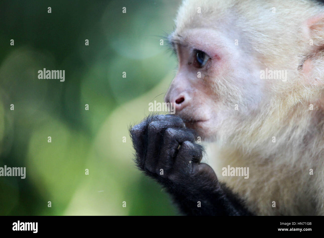 Bianco selvaggio di fronte scimmie Cappuccini nel loro naturale habitat della giungla Foto Stock