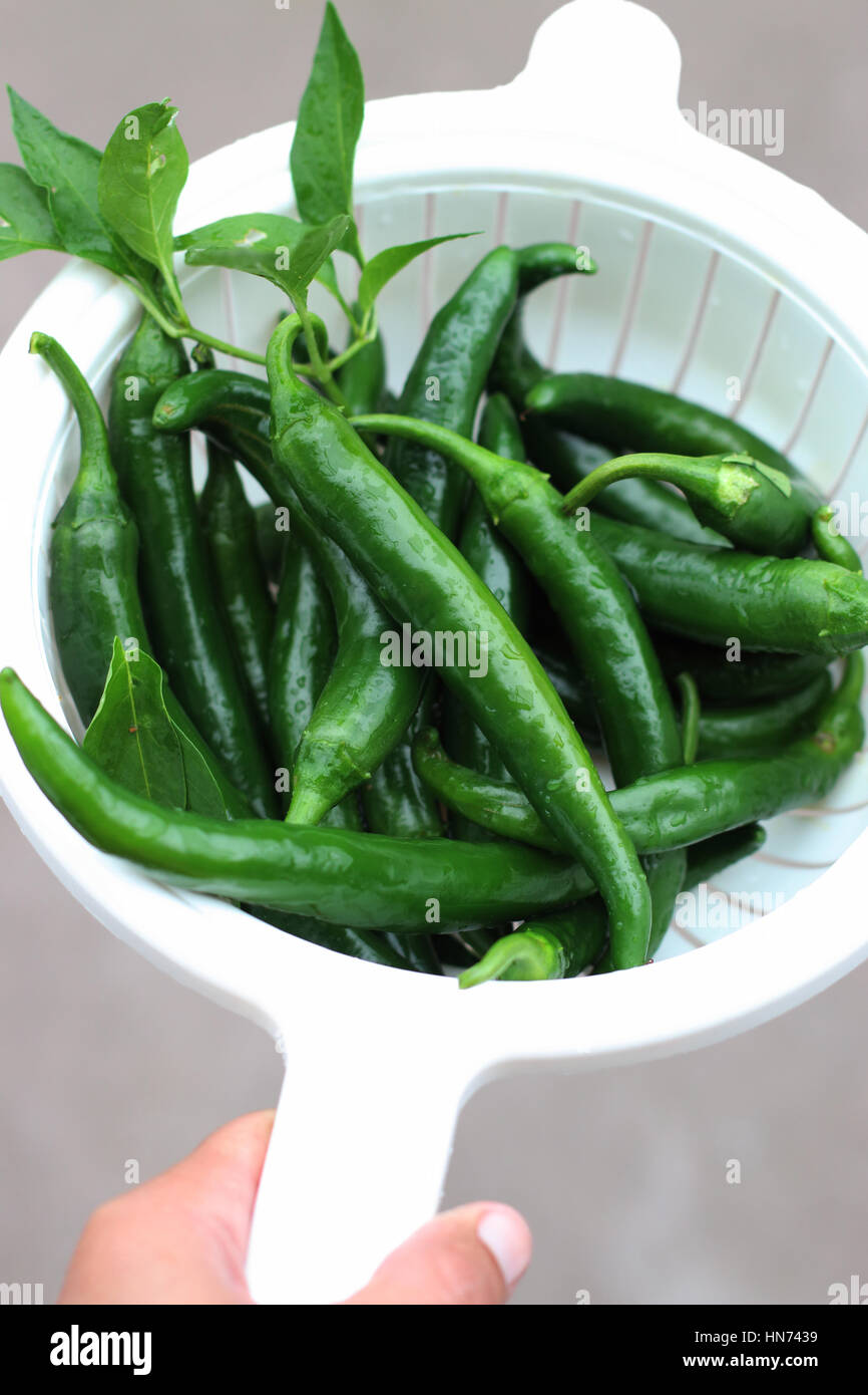 Home freschi coltivati lungo verde chilis Foto Stock