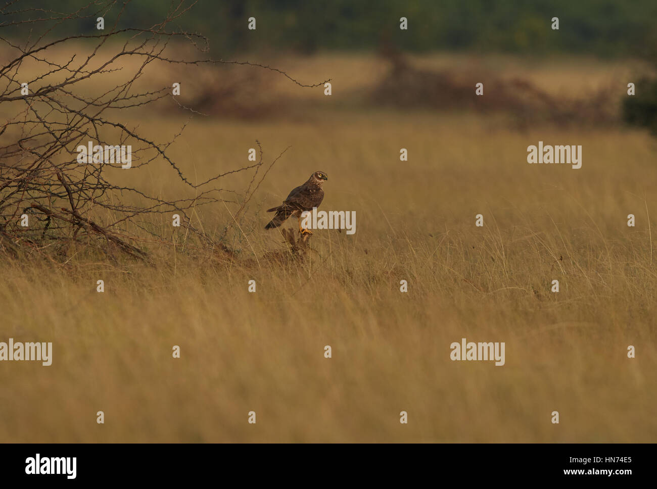 Maschio di Montagu's Harrier Foto Stock