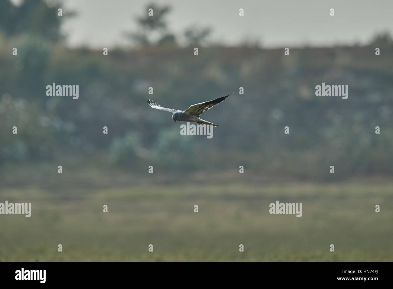 Maschio di Montagu's Harrier Foto Stock