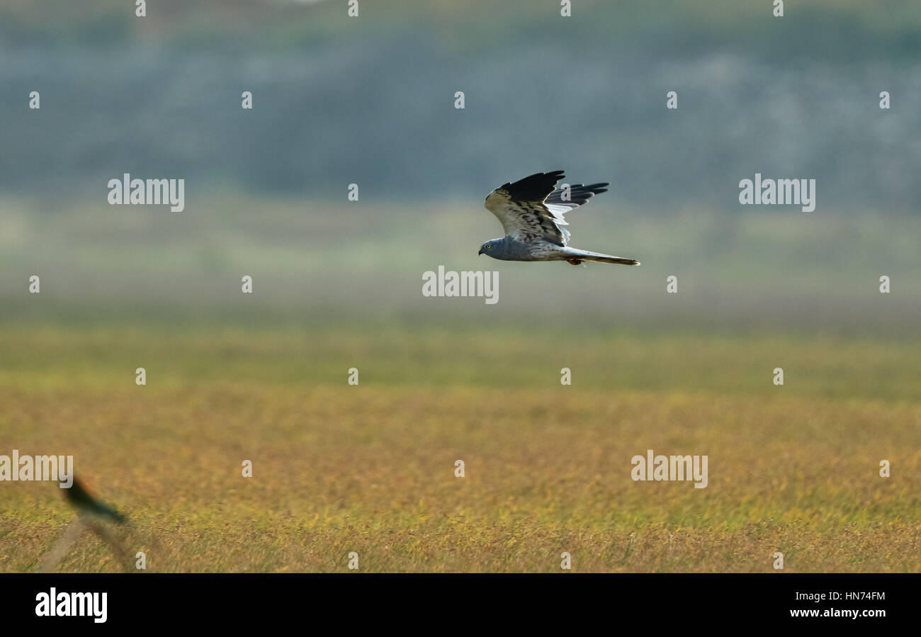 Maschio di Montagu's Harrier Foto Stock