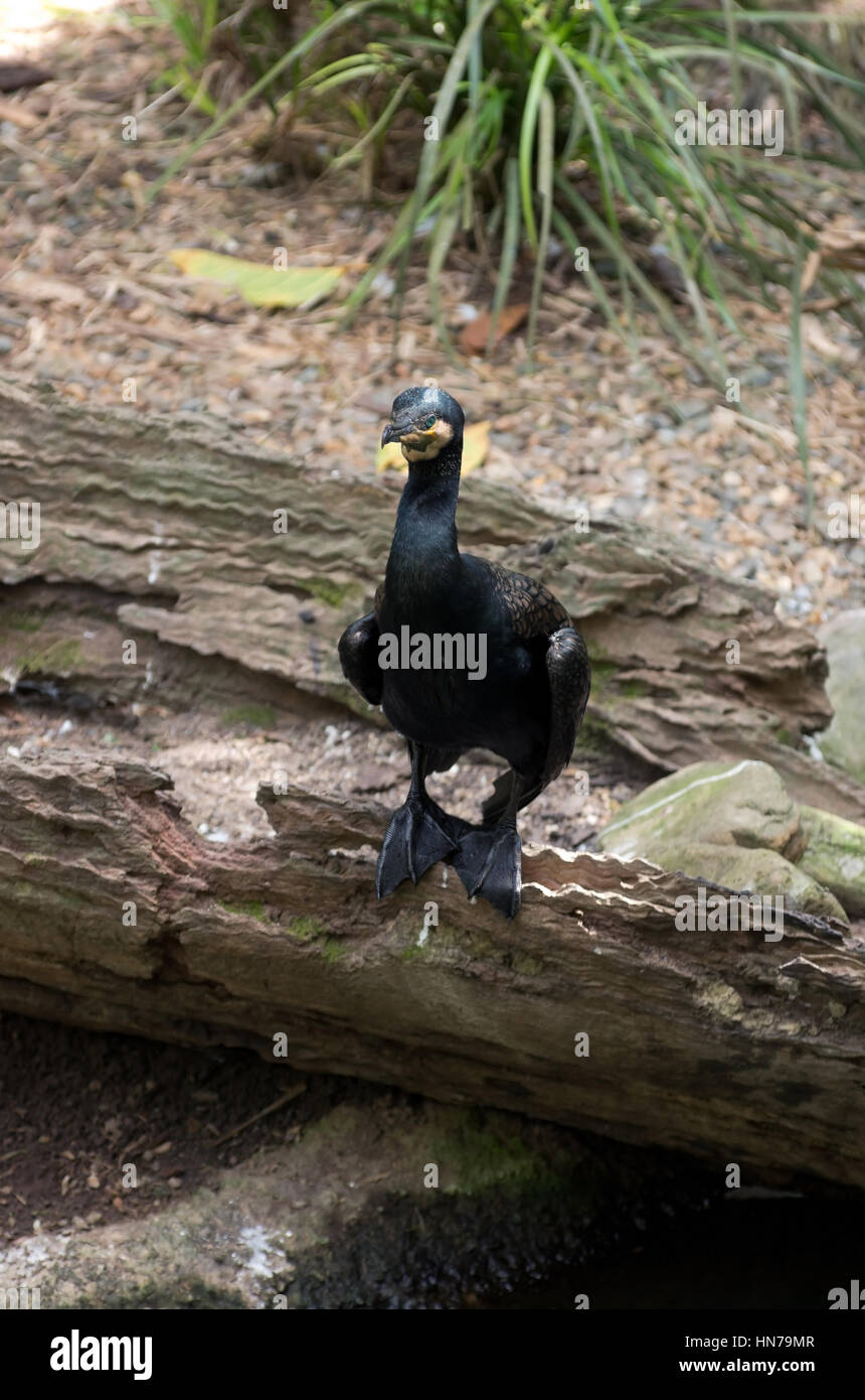 Grande o cormorano phalacrocorax carbo uccello appollaiato sul log in habitat della foresta pluviale Foto Stock