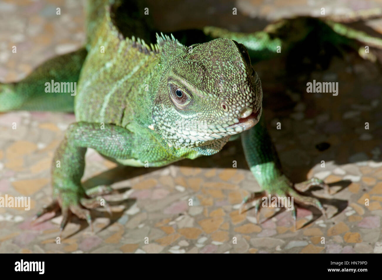 Un bel verde iguana su una roccia Foto Stock
