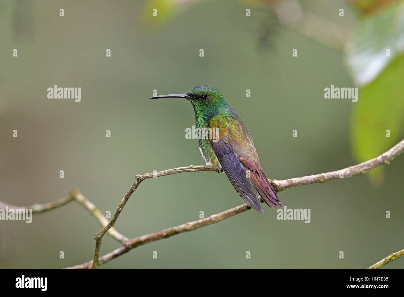 Snowy-panciuto Hummingbird, Amazilia Edward Foto Stock