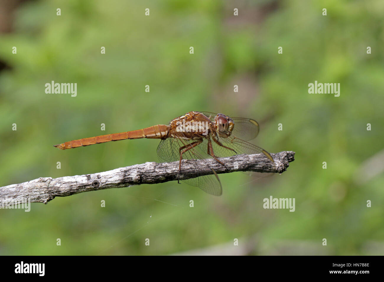 Side-striped schiumarola Orthemis aequilibris Foto Stock