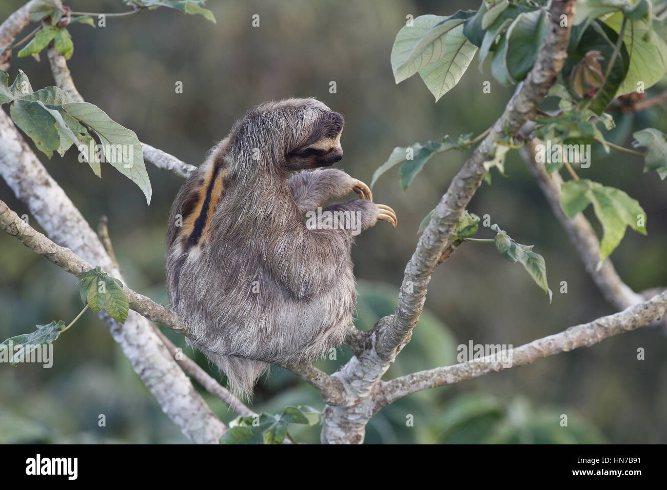 Marrone-throated Sloth, Bradipus variegatus, giovane maschio preparazione di posatoio per una notte in una struttura ad albero peltata Foto Stock