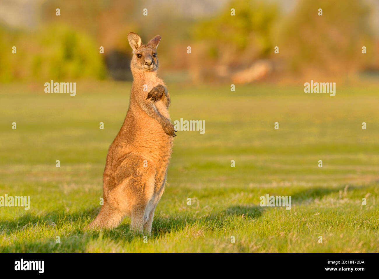 Forester Kangaroo Macropus giganteus maschio adulto fotografato in Tasmania, Australia Foto Stock