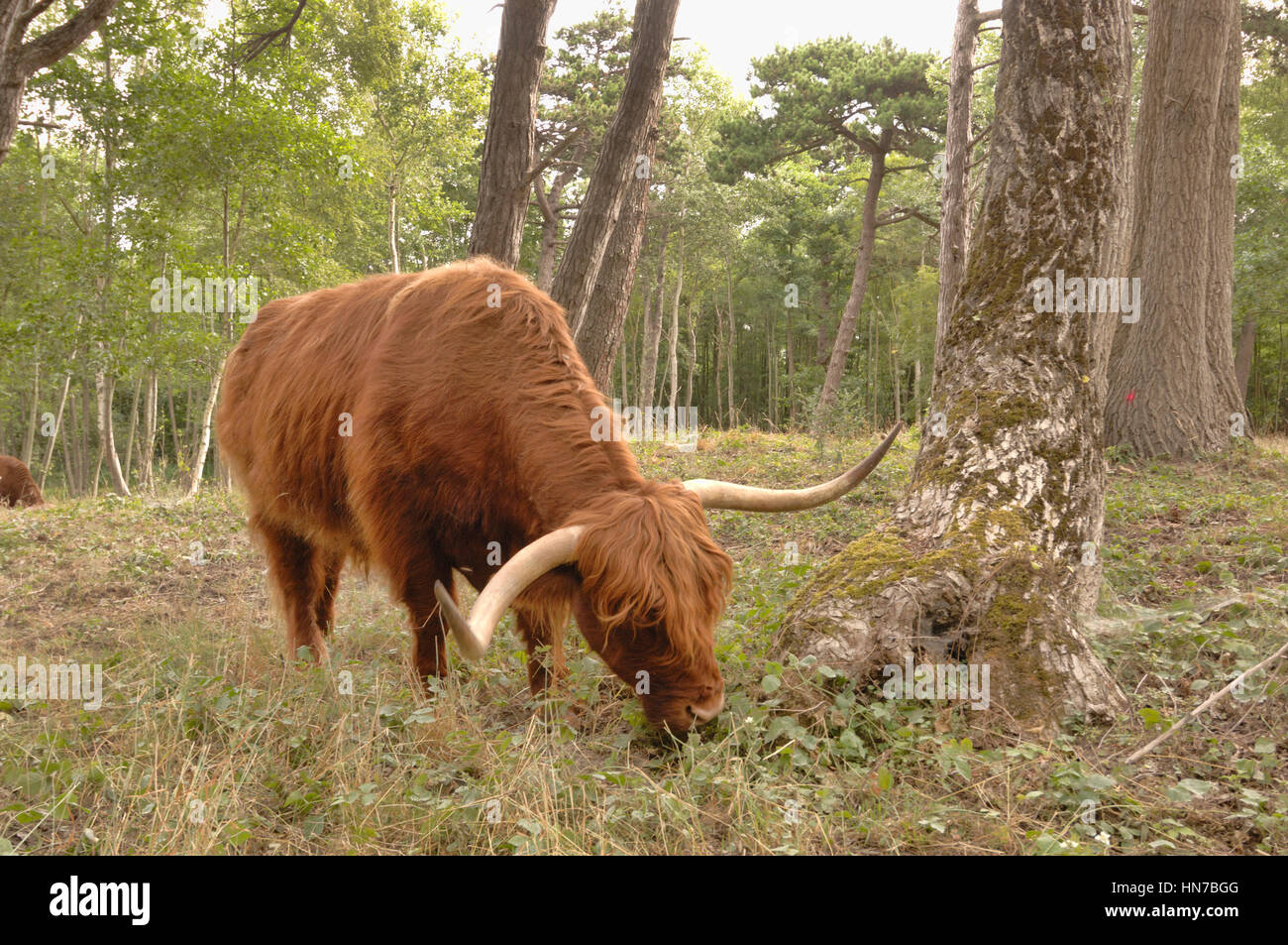 HIghland bovini Bos taurus fotografato nella riserva naturale, Francia Foto Stock