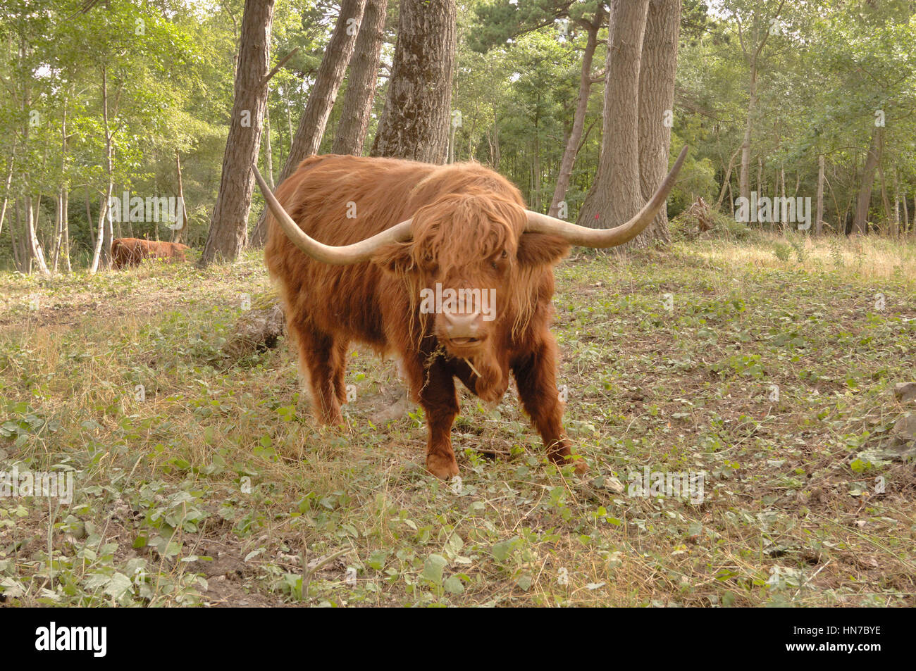 HIghland bovini Bos taurus fotografato nella riserva naturale, Francia Foto Stock