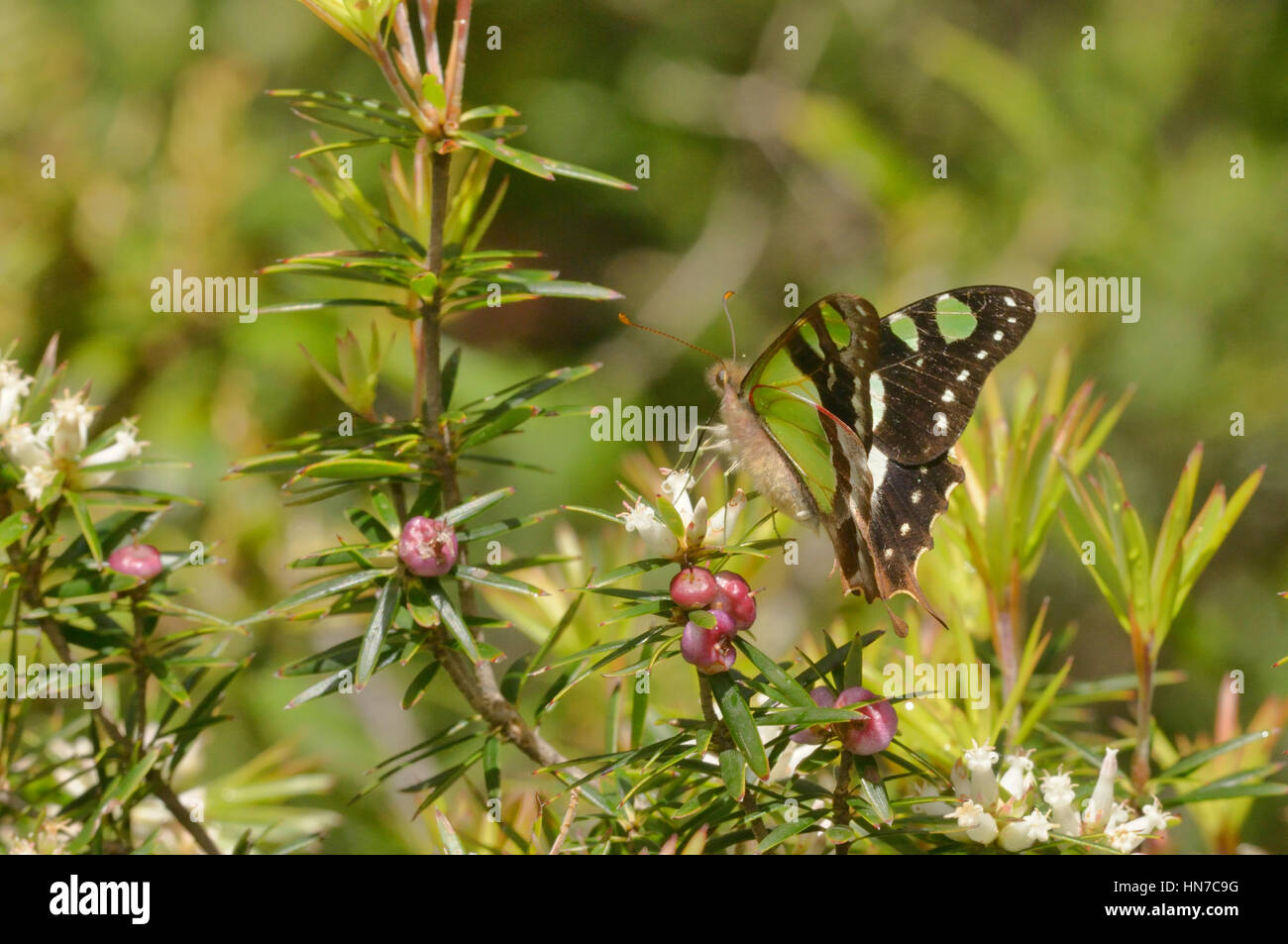 Macleay la coda forcuta Graphium macleayanum fotografato in Tasmania, Australia Foto Stock