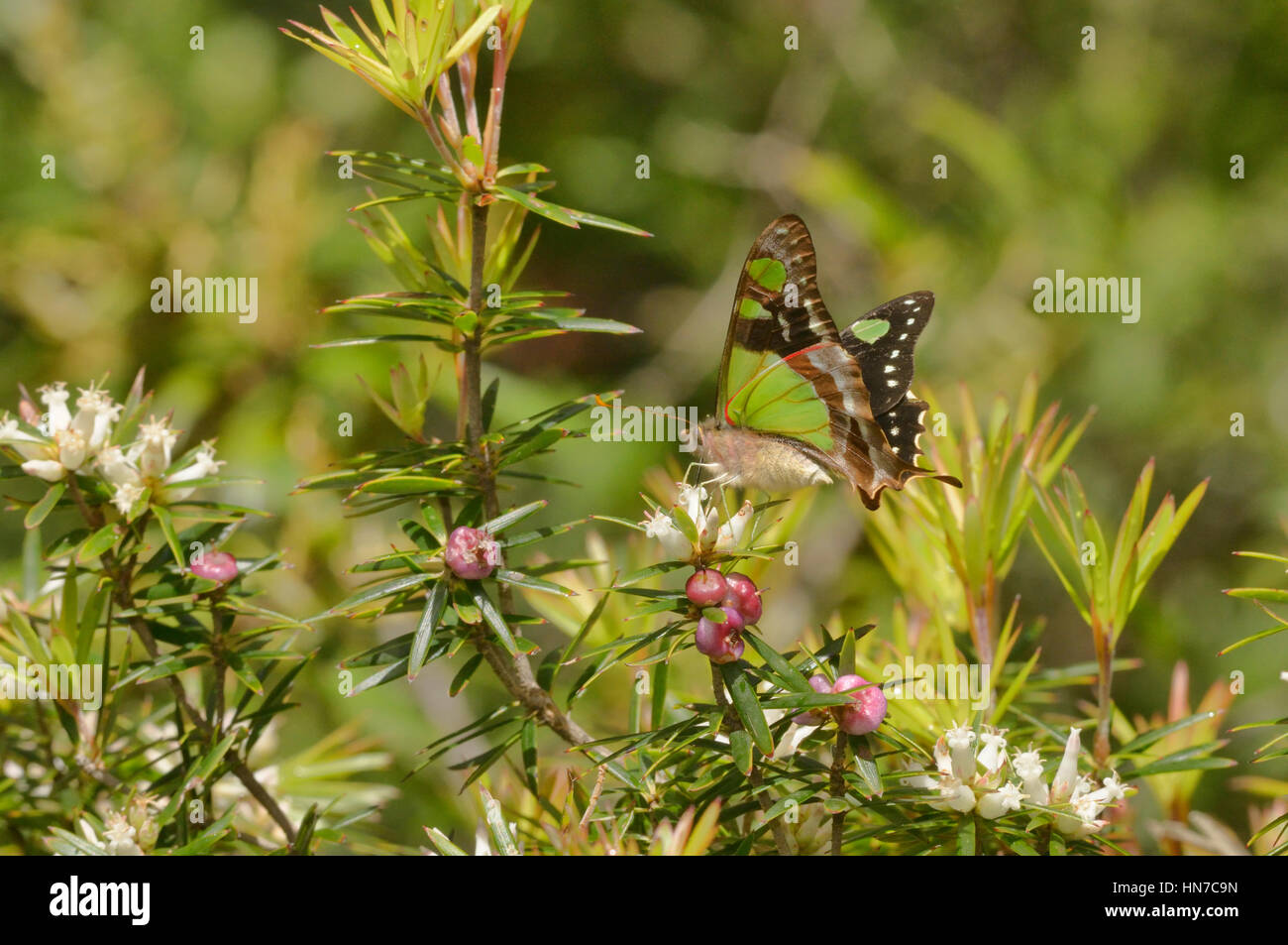 Macleay la coda forcuta Graphium macleayanum fotografato in Tasmania, Australia Foto Stock