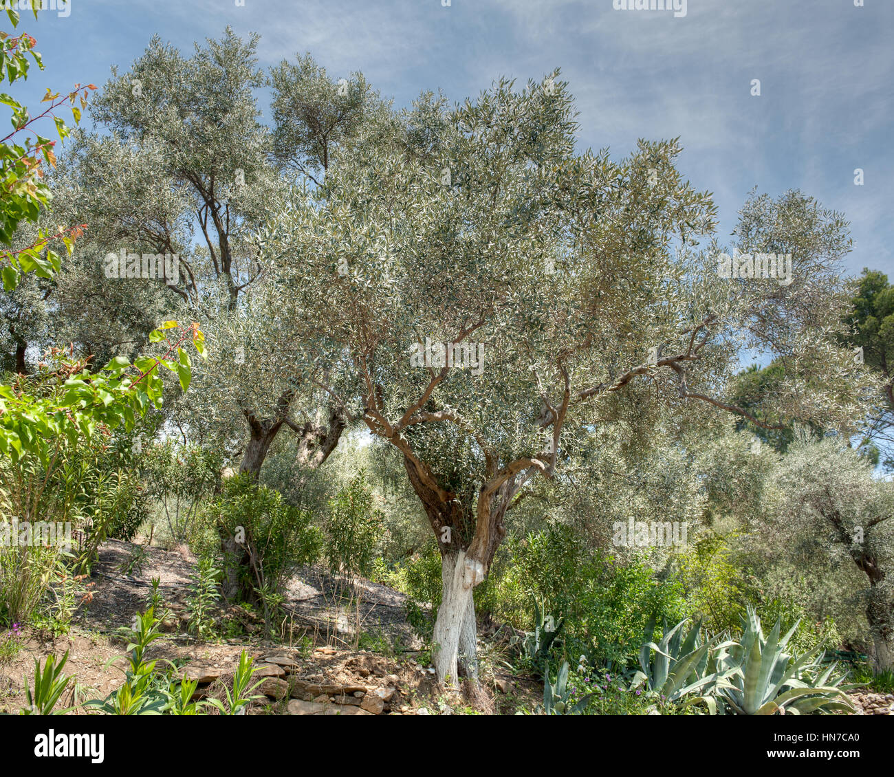 Albero di olivo Gardrn Foto Stock