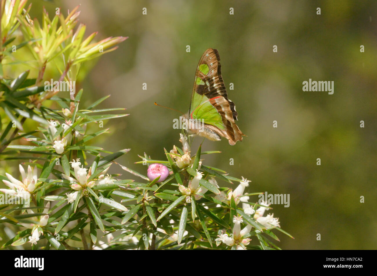 Macleay la coda forcuta Graphium macleayanum fotografato in Tasmania, Australia Foto Stock