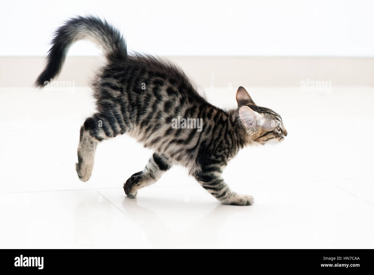 Tabby kitten in esecuzione Foto Stock