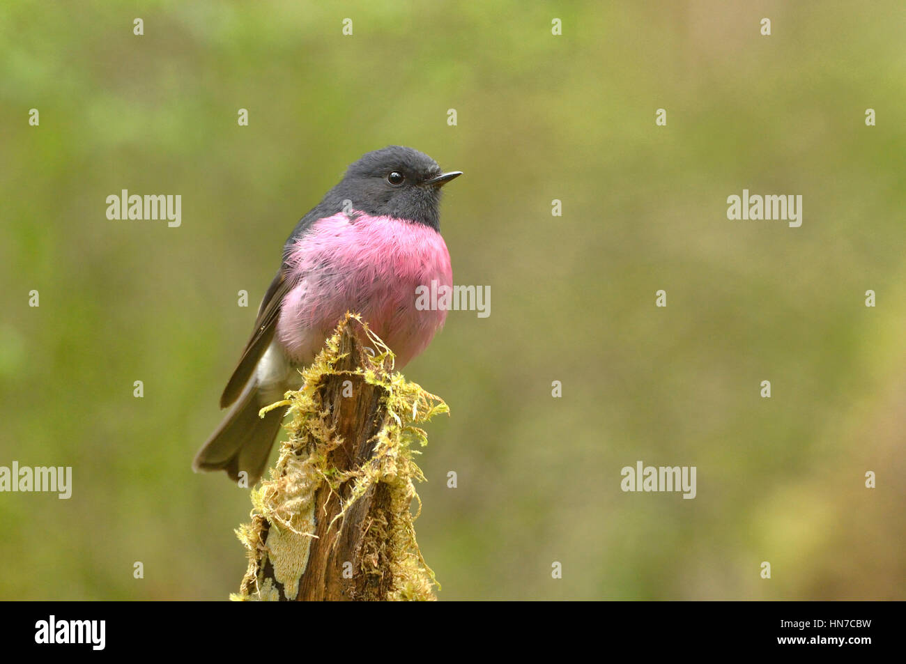 Rosa Robin Petroica maschio rodinogaster fotografato in Tasmania, Australia Foto Stock