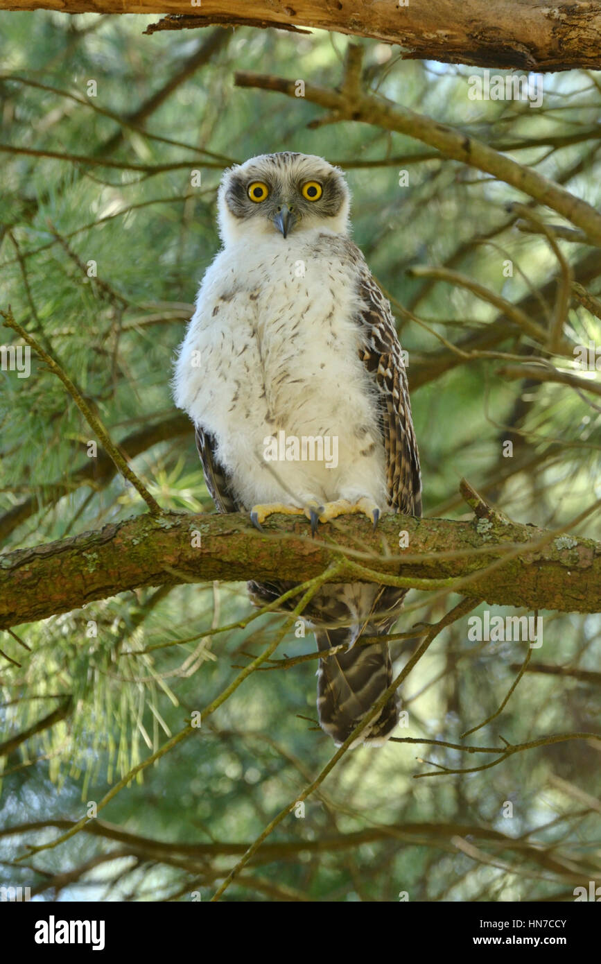 Potente Owl Ninox strenua recentemente fledged capretti fotografato in Victoria, Australia Foto Stock