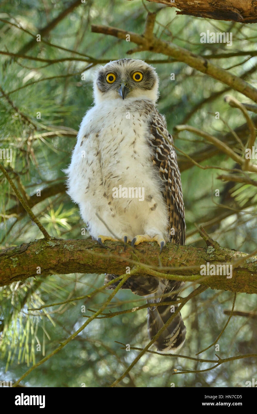 Potente Owl Ninox strenua recentemente fledged capretti fotografato in Victoria, Australia Foto Stock