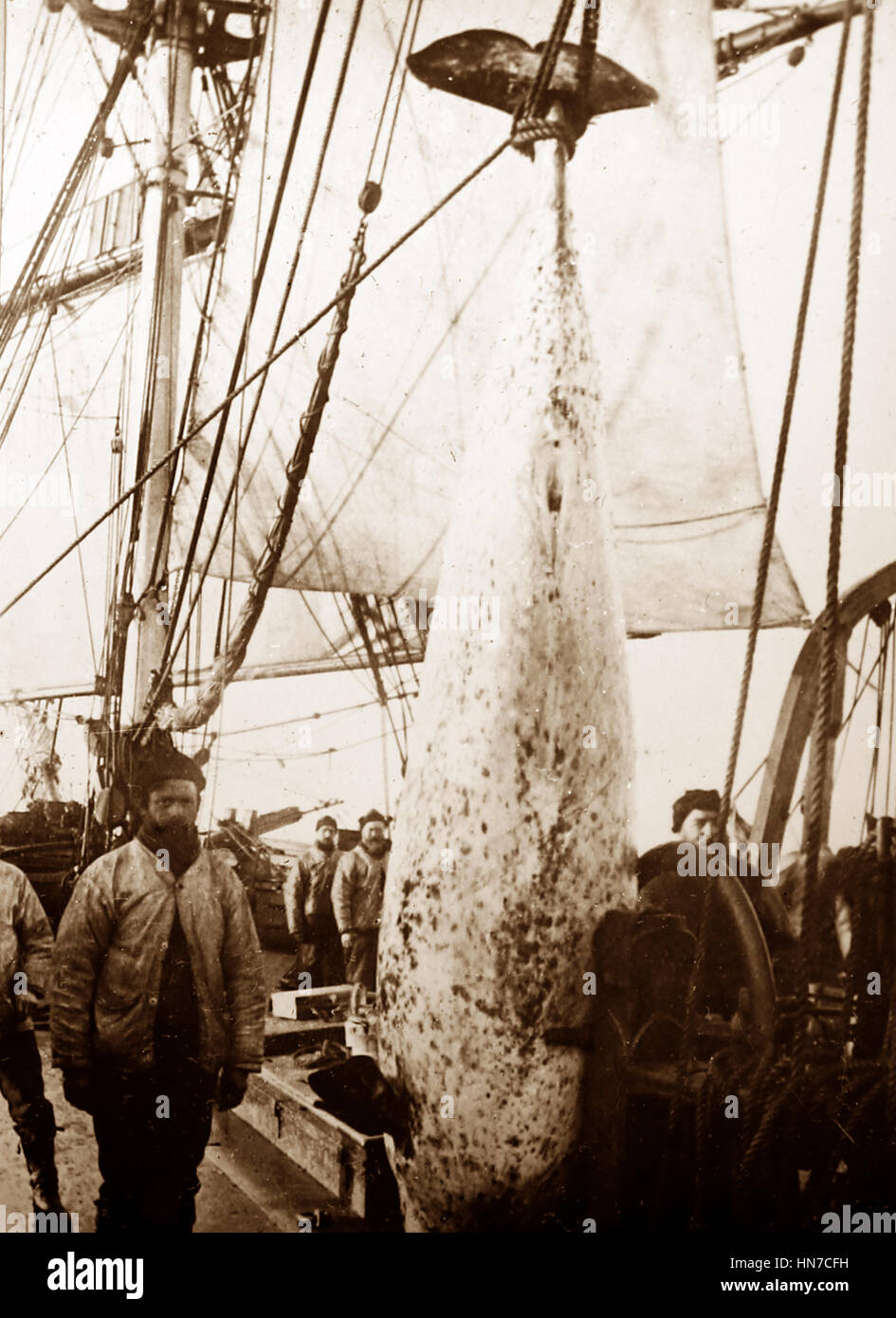 Nave baleniera nell'Artico con la balena pronta per la scuoiatura - periodo Vittoriano Foto Stock