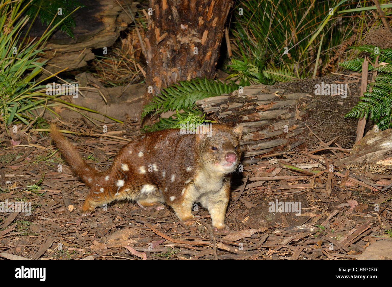 Avvistato-tailed Quoll Dasyurus maculatus fotografato in Tasmania, Australia Foto Stock