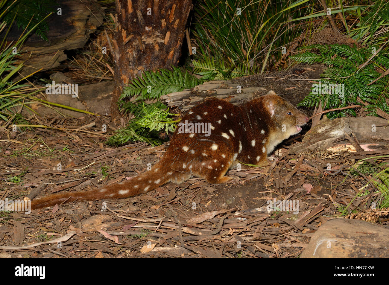 Avvistato-tailed Quoll Dasyurus maculatus fotografato in Tasmania, Australia Foto Stock