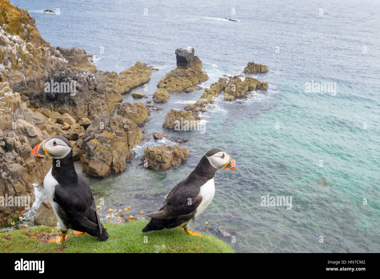 Due Atlantic pulcinelle di mare (Fratercula arctica) adulti, permanente sulla scogliera costiera guardando oltre oceano, grande Saltee, Saltee Isola, Irlanda. Foto Stock