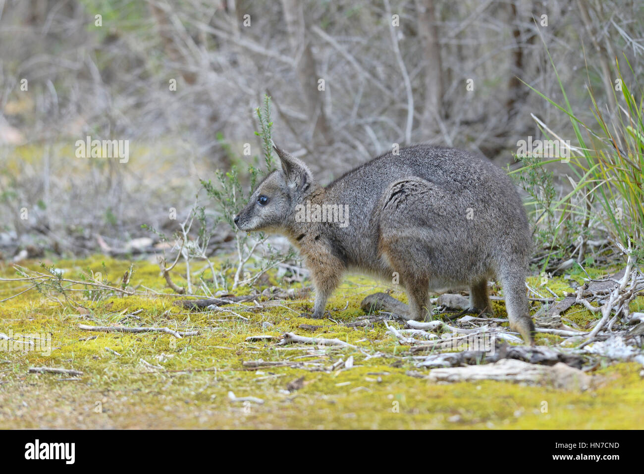 Tammar Wallaby Macropus eugenii fotografato in Sud Australia Foto Stock