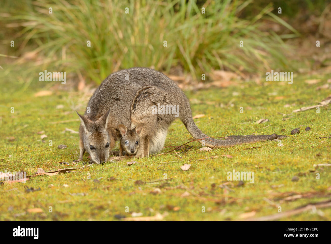 Tammar Wallaby Macropus eugenii femmina con joey nella sacca fotografato in Sud Australia Foto Stock