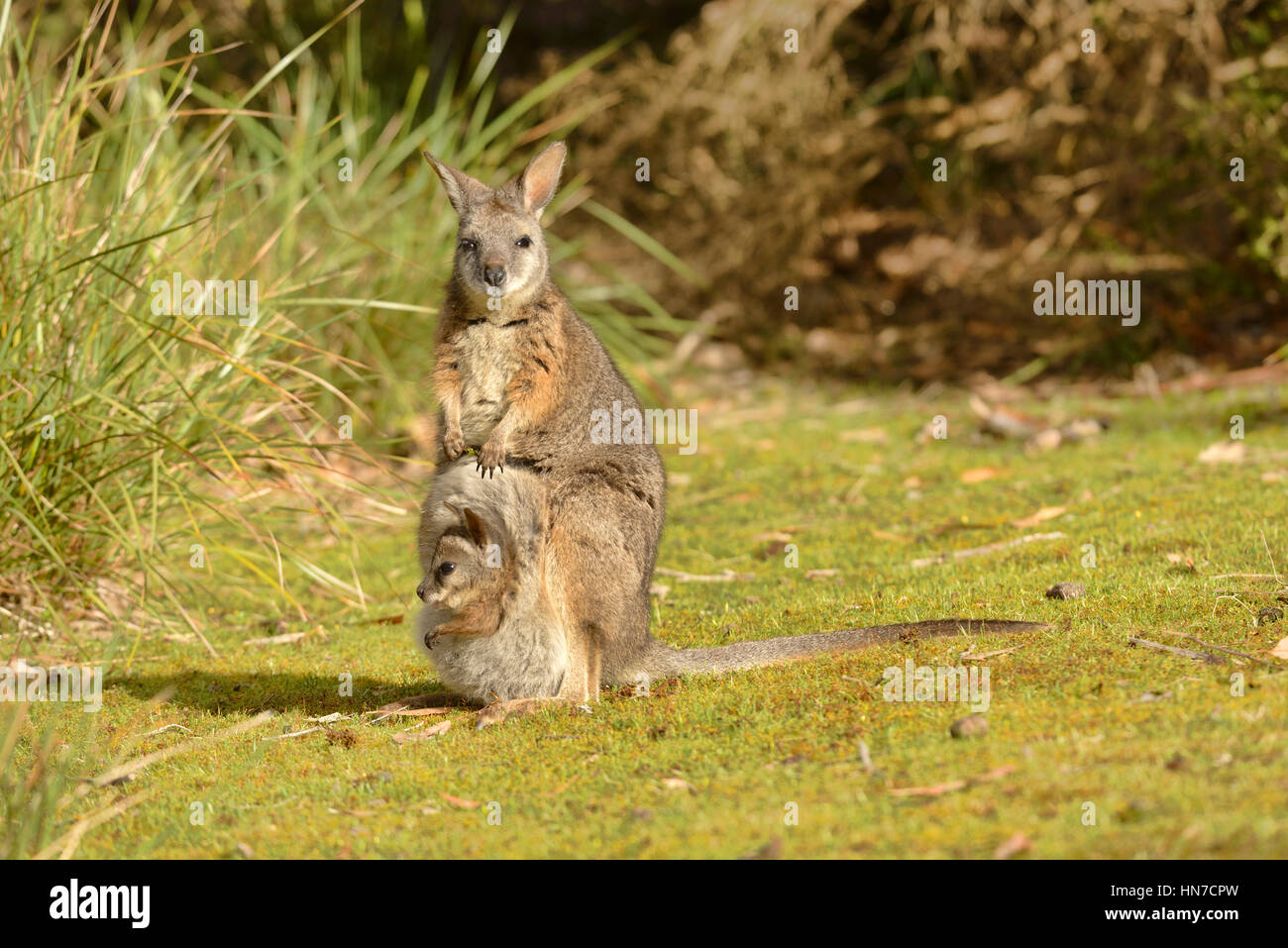 Tammar Wallaby Macropus eugenii femmina con joey nella sacca fotografato in Sud Australia Foto Stock