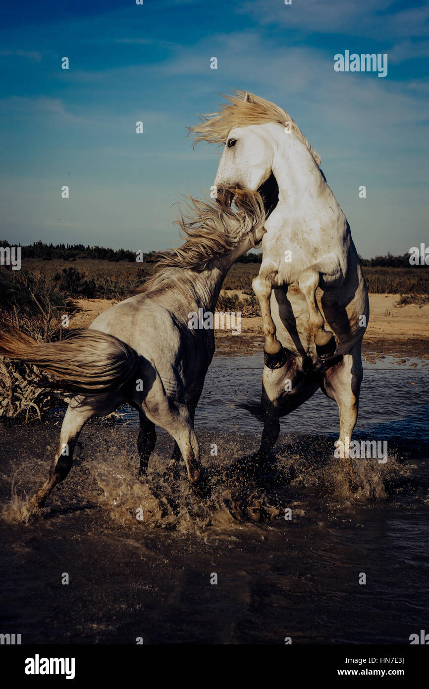 Due stalloni bianco reaing fino e uno contro l'altro in acqua Foto Stock