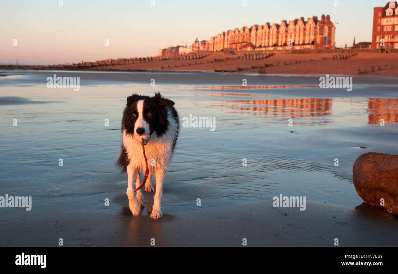 Border Collie giocando sulla spiaggia al tramonto con la bassa marea Foto Stock